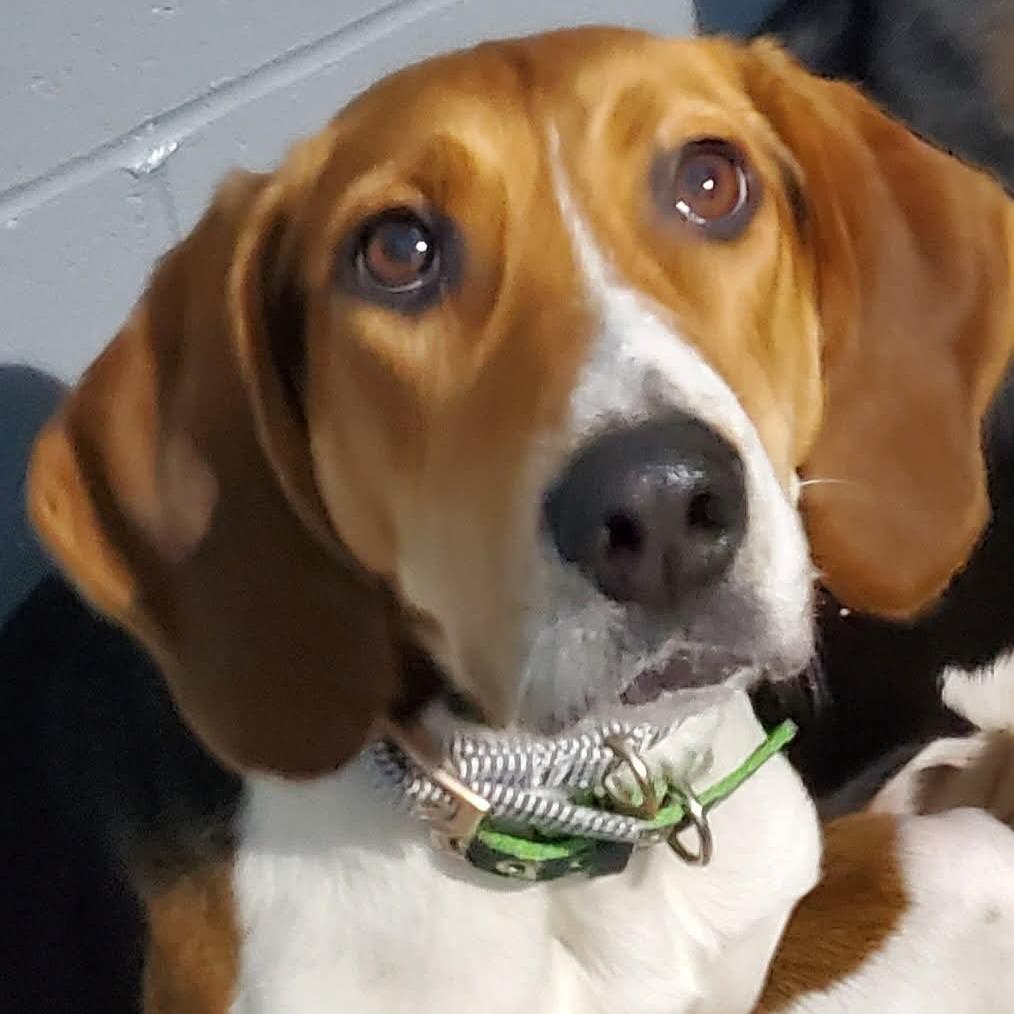 Poppy, Adoptable, Adult Female Treeing Walker Coonhound.