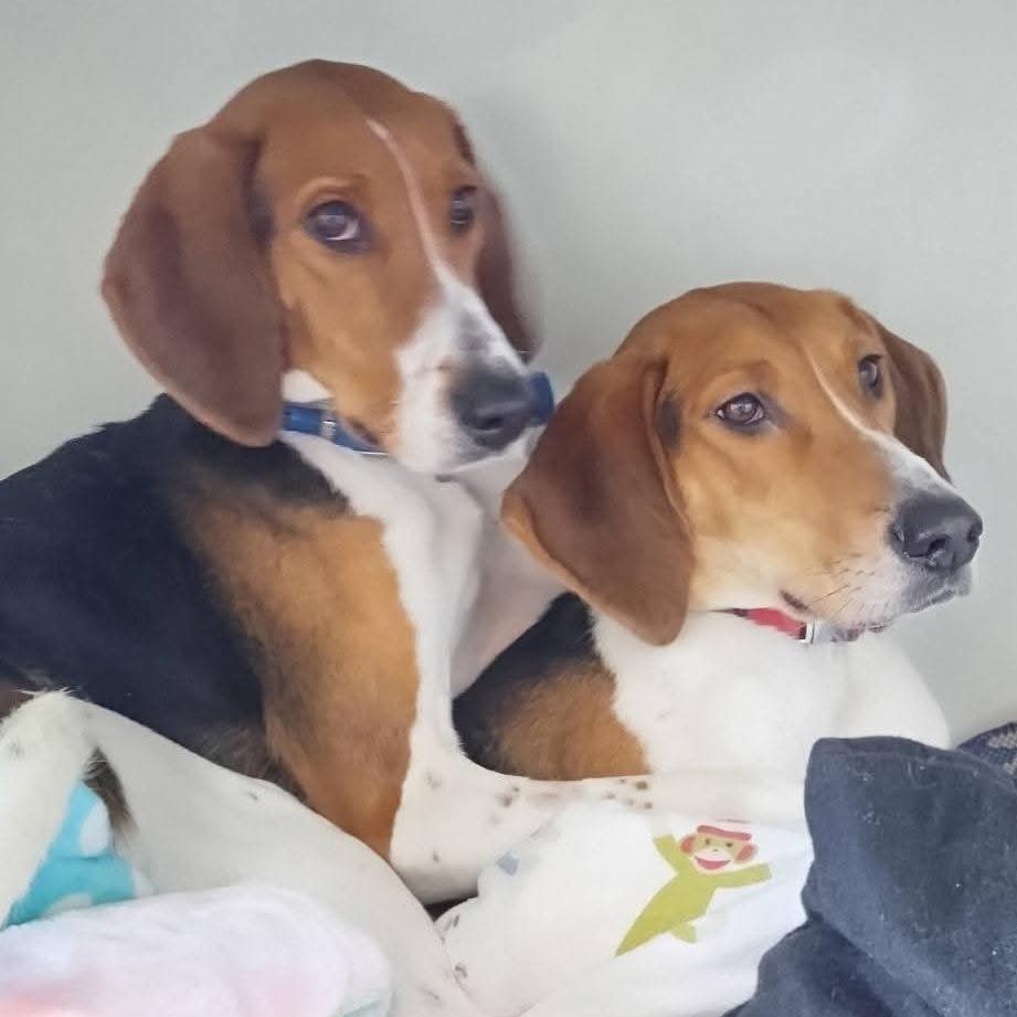 Enlarge Poppy, a Adoptable Treeing Walker Coonhound in Mondovi, WI image 3/3