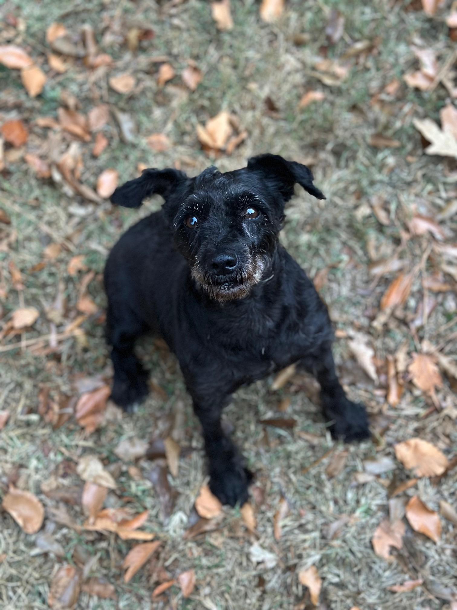 Nina, a Adoptable Miniature Schnauzer in Atlanta, GA image 2/4