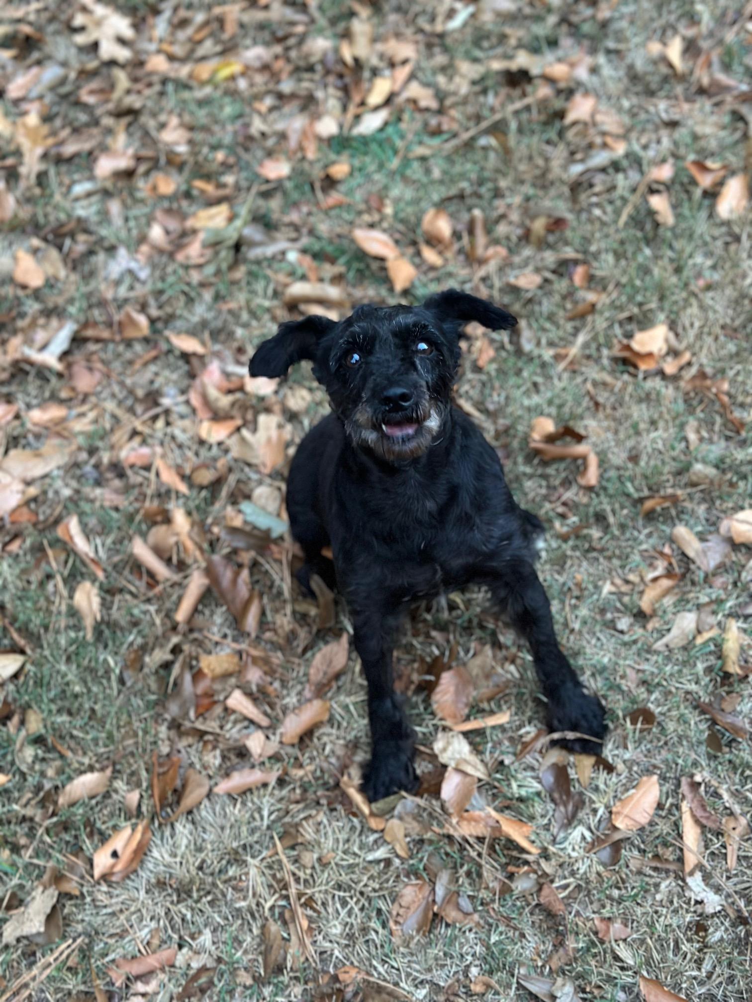 Nina, a Adoptable Miniature Schnauzer in Atlanta, GA image 3/4
