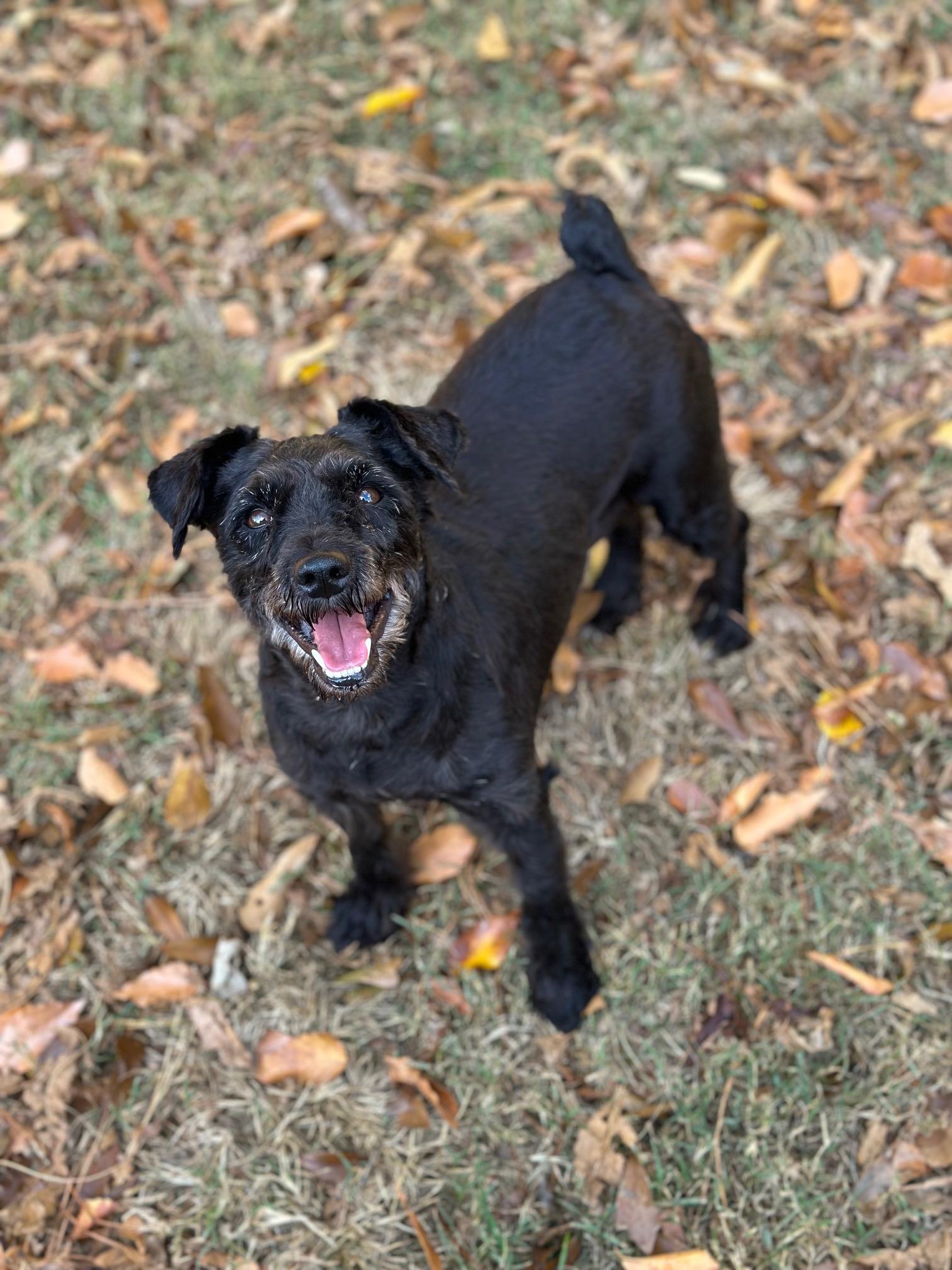 Nina, Adoptable, Adult Female Miniature Schnauzer.