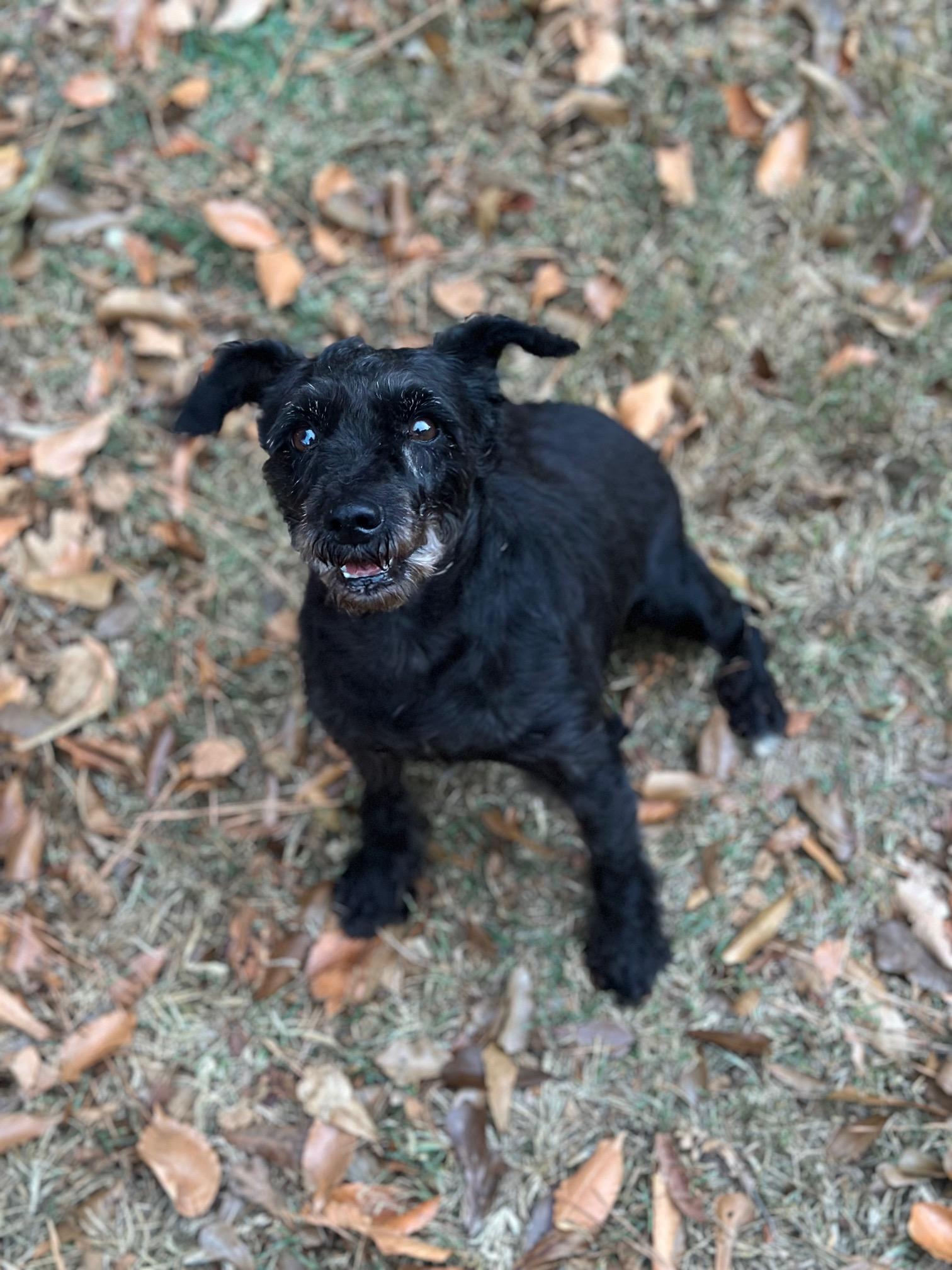 Nina, a Adoptable Miniature Schnauzer in Atlanta, GA image 4/4