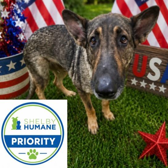 Silver, a Adoptable Mixed Breed in Columbiana, AL image 1/2
