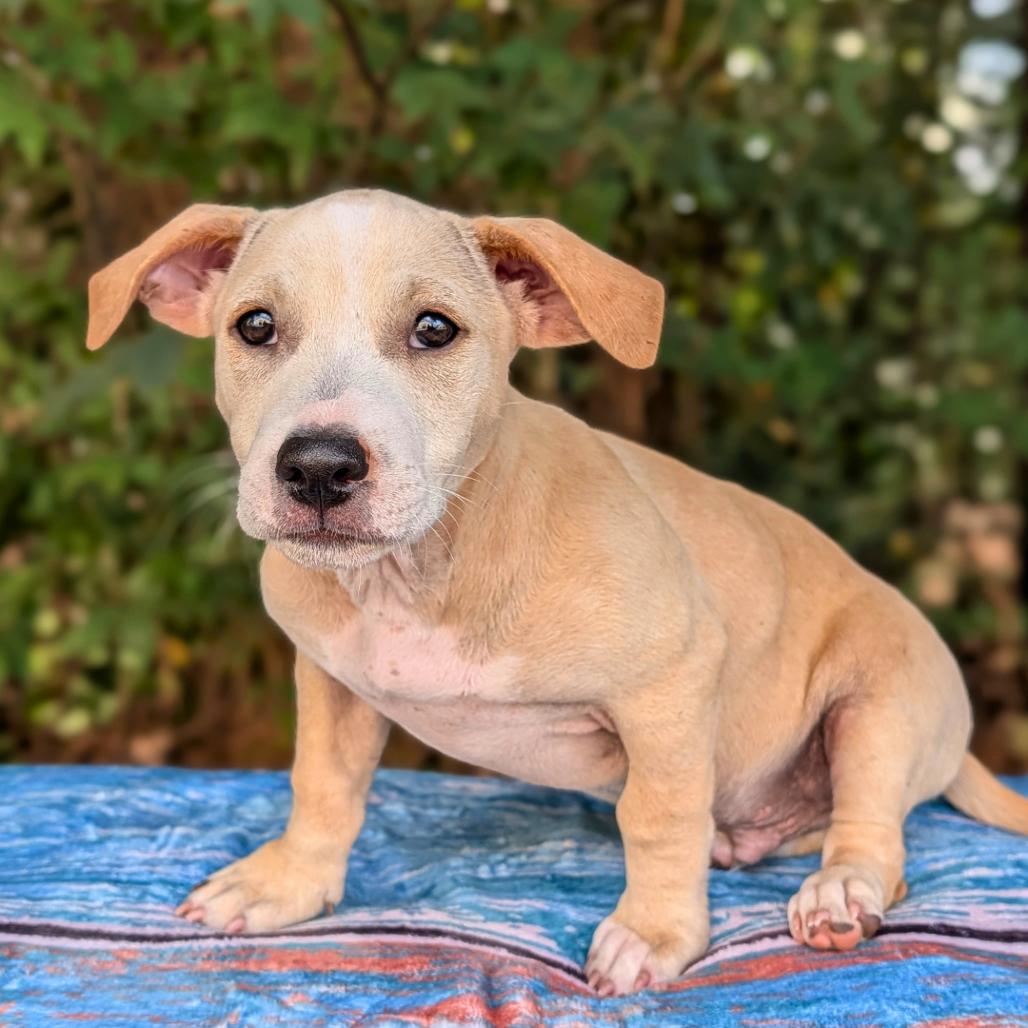 Duke of Dunes 06-0305, Adoptable, Puppy Male Plott Hound & Mixed Breed.