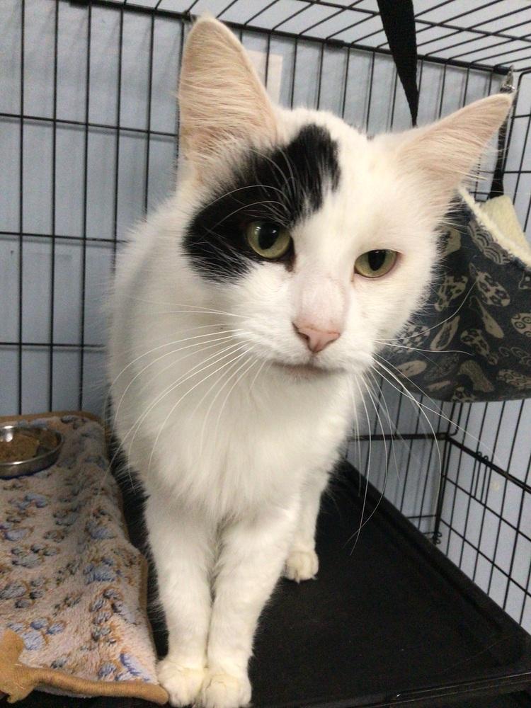 Enlarge Gandolf, a Adoptable Domestic Medium Hair in Logansport , IN image 1/1