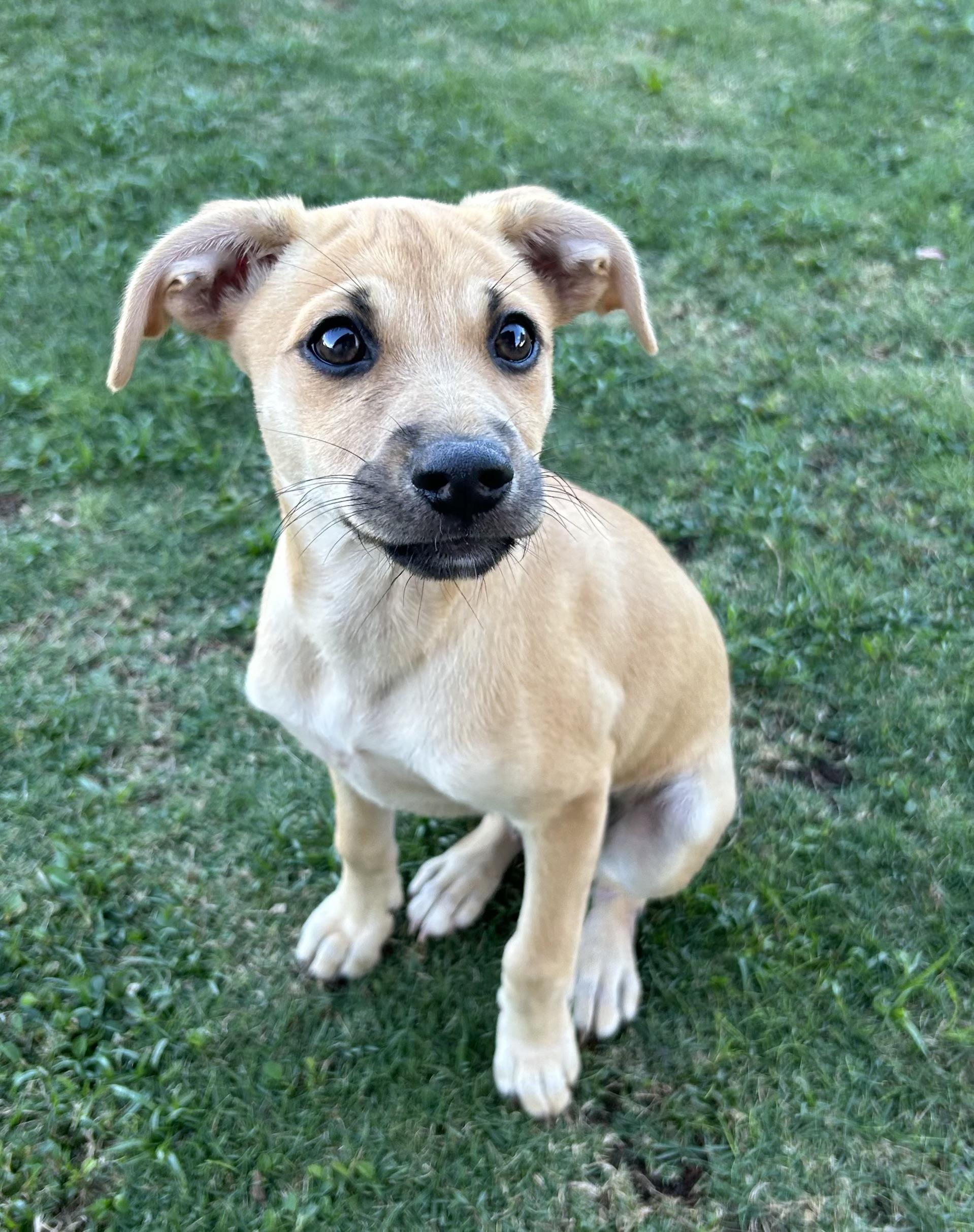 Baby Ruth, an adoptable Mixed Breed in Aiea, HI, 96701 | Photo Image 1