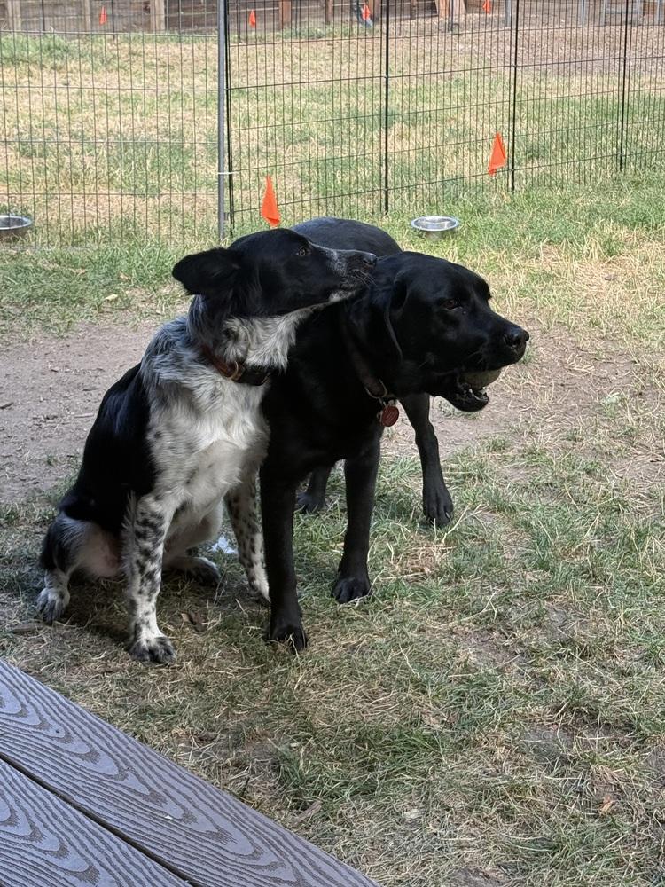 Raven4, Adoptable, Adult Female Border Collie & Australian Cattle Dog / Blue Heeler.