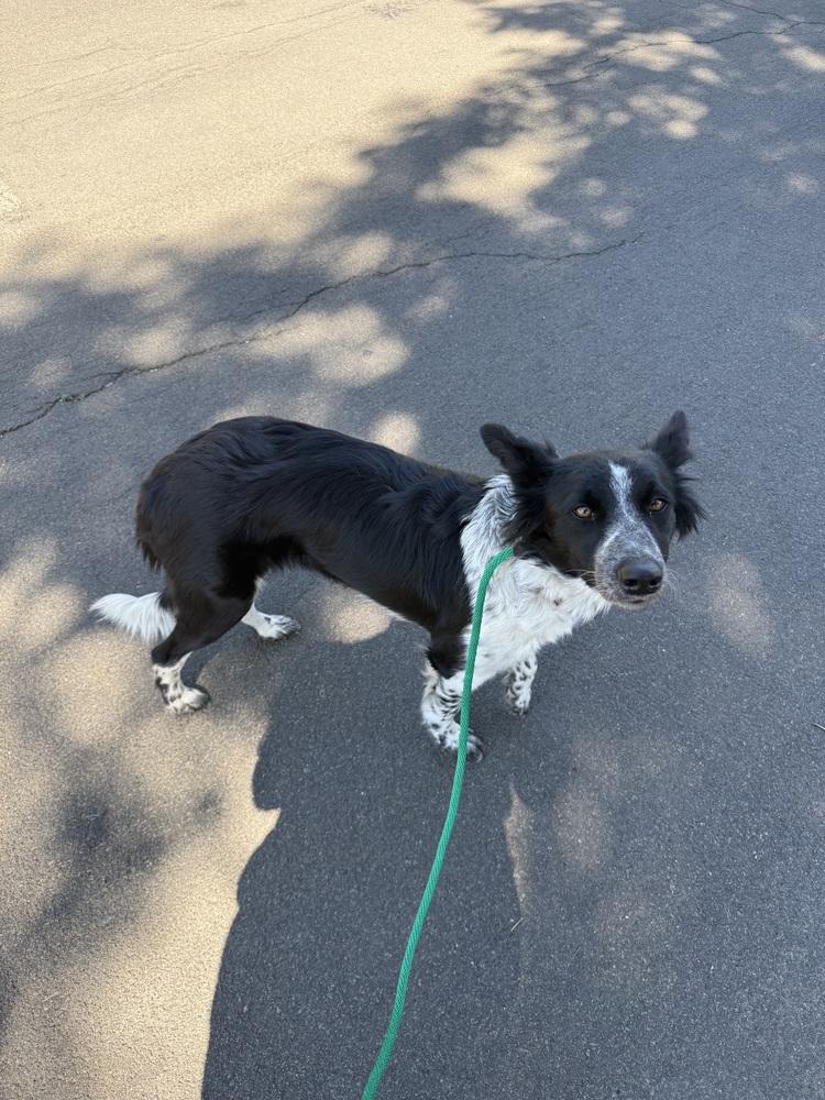 Enlarge Raven4, a Adoptable mixed breed in Littleton, CO image 2/4