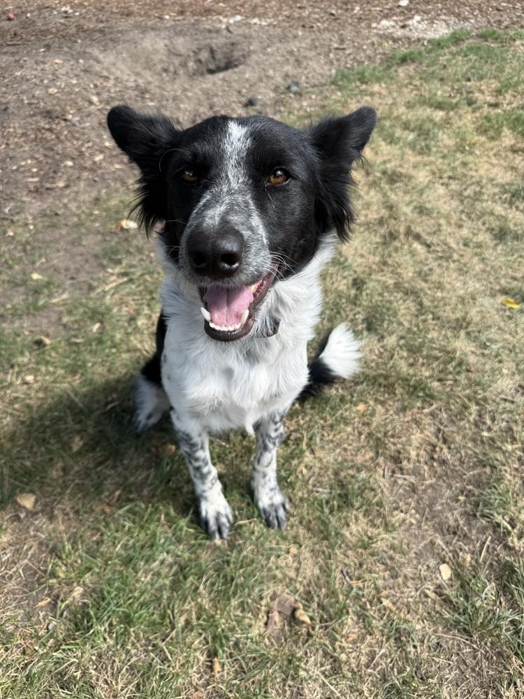 Enlarge Raven4, a Adoptable mixed breed in Littleton, CO image 4/4
