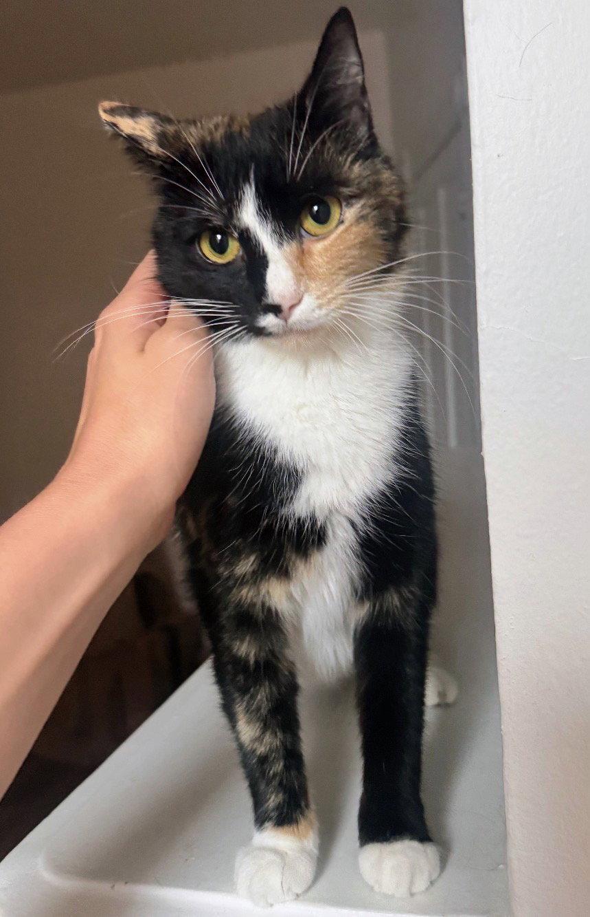 Enlarge Winnie, a Adoptable Domestic Short Hair in Reston, VA image 1/1