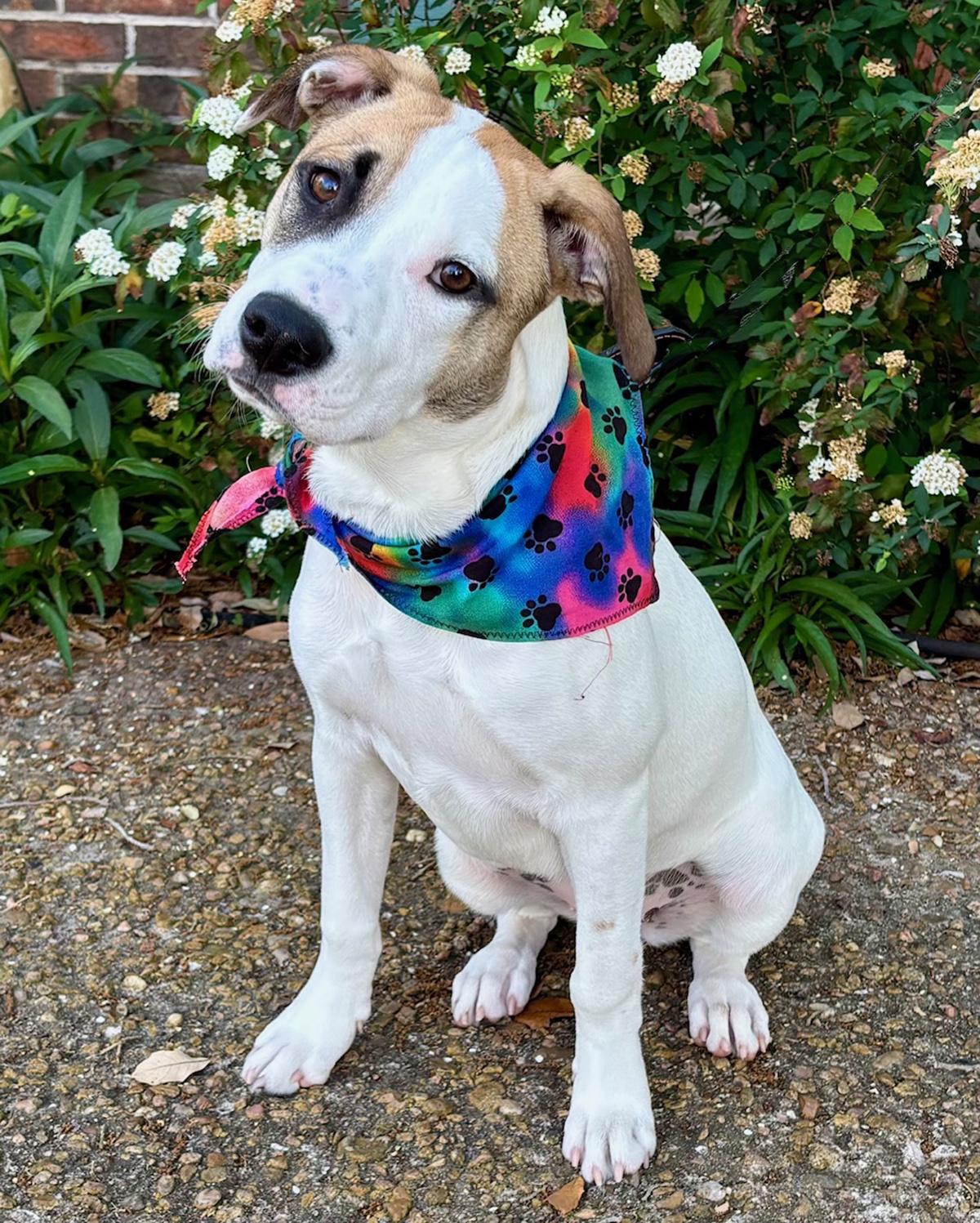 GINNY - SUPER SWEET GIRL - SEE VIDEO! 1