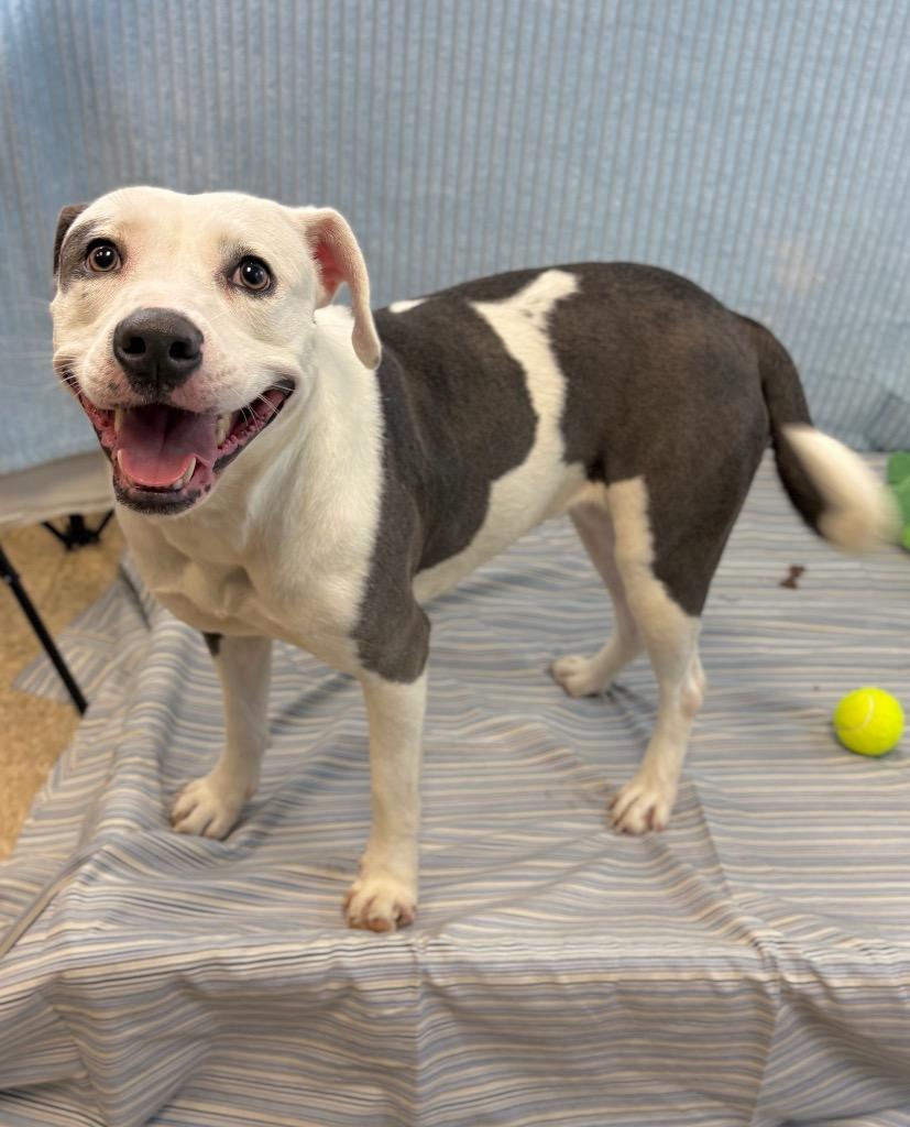 Enlarge Retro, a Adoptable Pit Bull Terrier in Nacogdoches, TX image 1/6