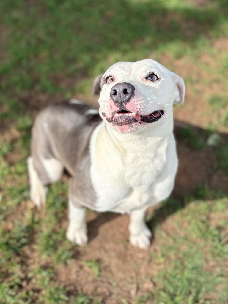 Enlarge Retro, a Adoptable Pit Bull Terrier in Nacogdoches, TX image 2/6