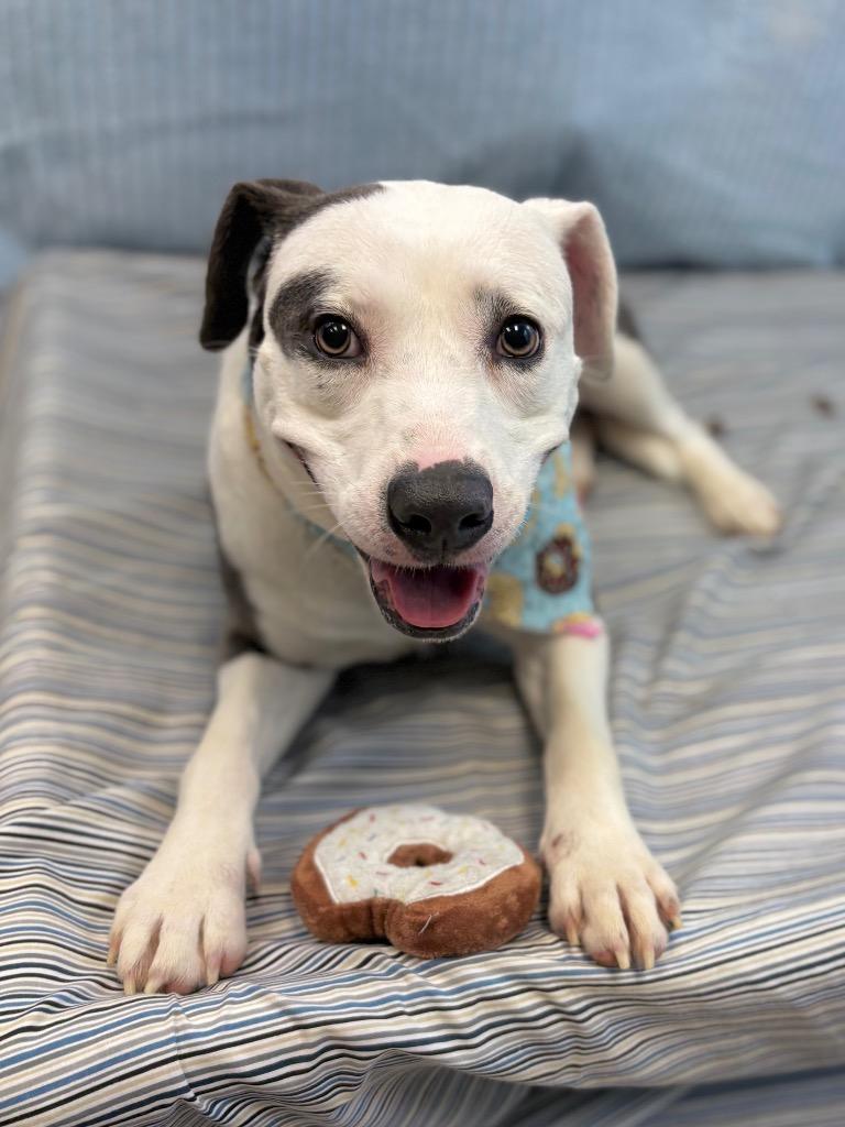 Enlarge Retro, a Adoptable Pit Bull Terrier in Nacogdoches, TX image 3/6