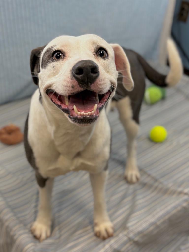 Enlarge Retro, a Adoptable Pit Bull Terrier in Nacogdoches, TX image 4/6