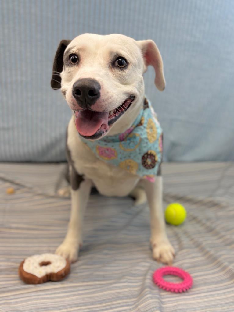 Enlarge Retro, a Adoptable Pit Bull Terrier in Nacogdoches, TX image 6/6