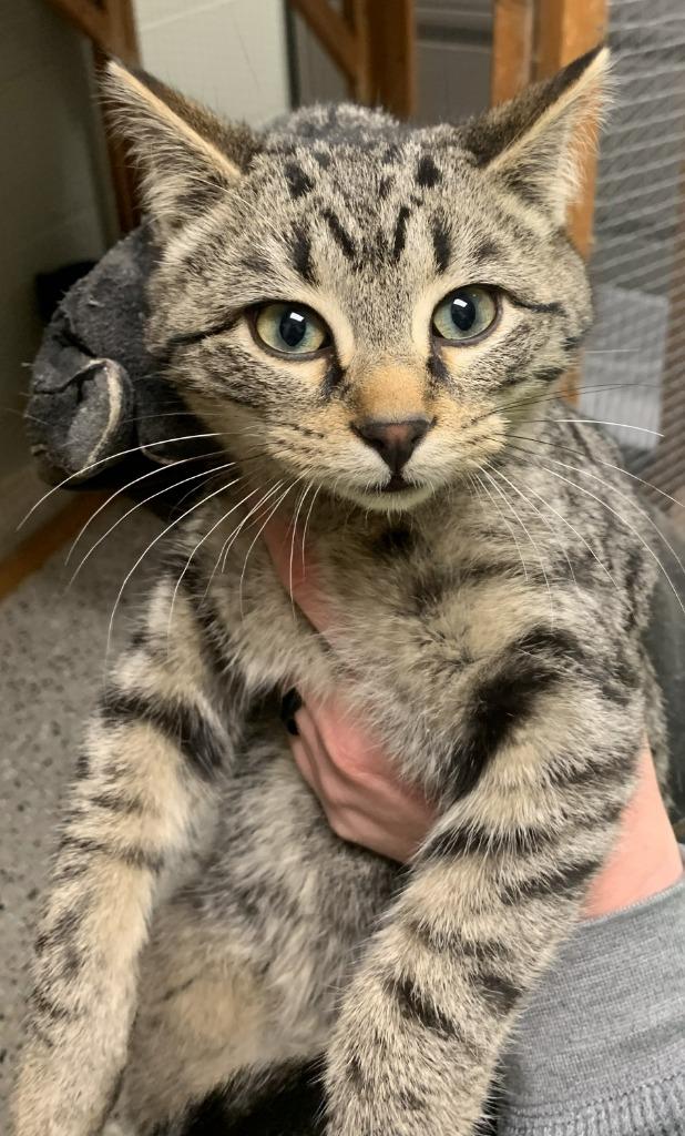 Enlarge Tesla, a Adoptable mixed breed in Saint Clairsville, OH image 1/1