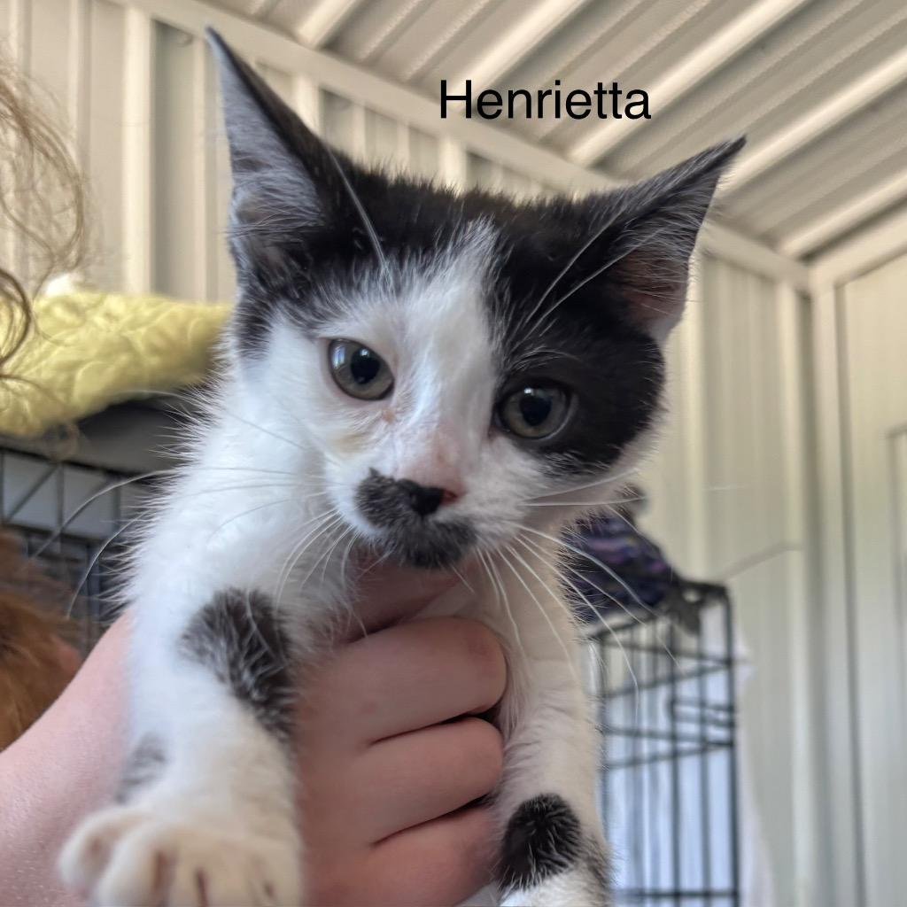 Henrietta, Adoptable, Kitten Female Domestic Short Hair.
