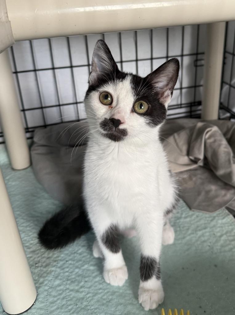 Enlarge Henrietta, a Adoptable mixed breed in Hartford City, IN image 2/4