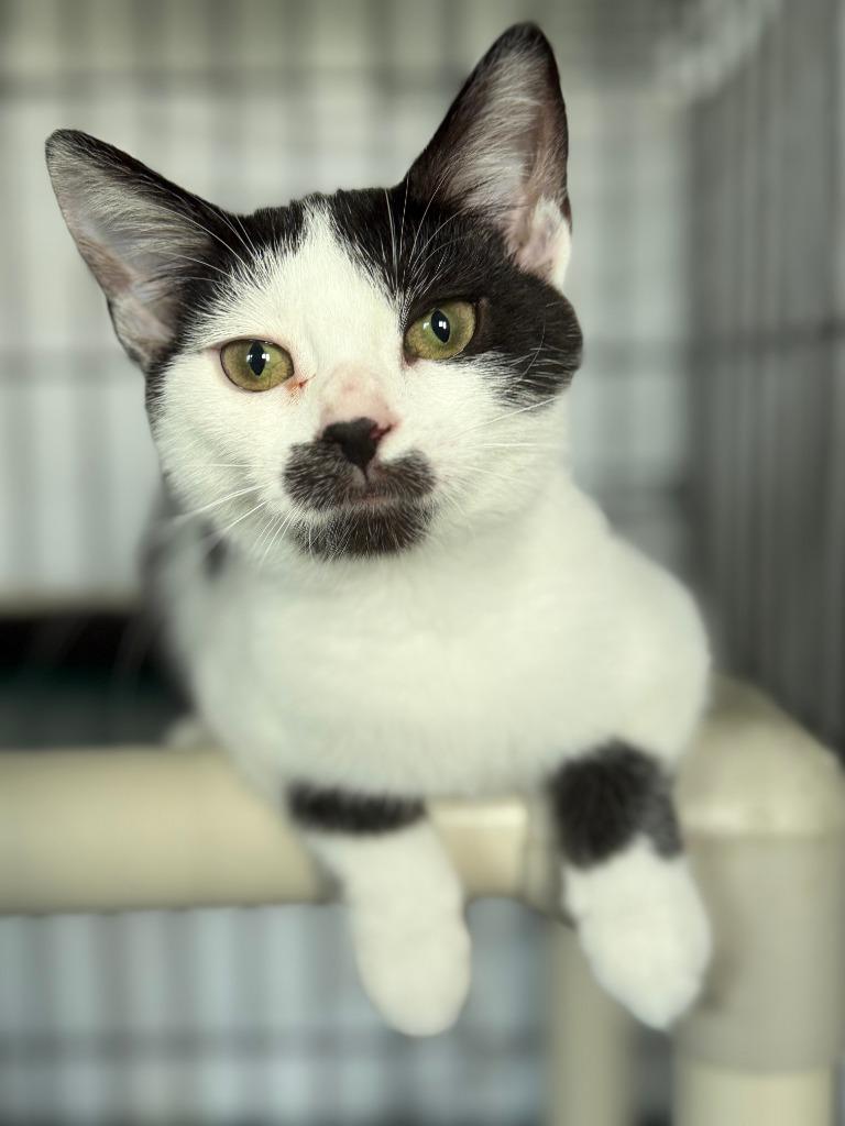 Enlarge Henrietta, a Adoptable mixed breed in Hartford City, IN image 3/4