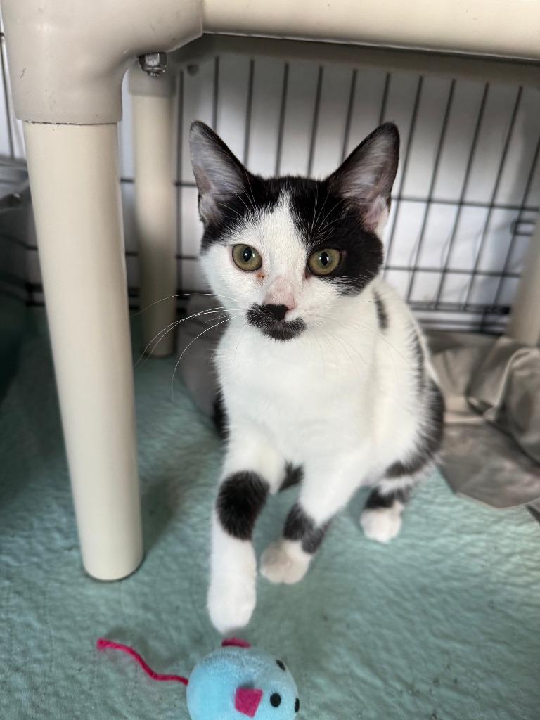Enlarge Henrietta, a Adoptable mixed breed in Hartford City, IN image 4/4