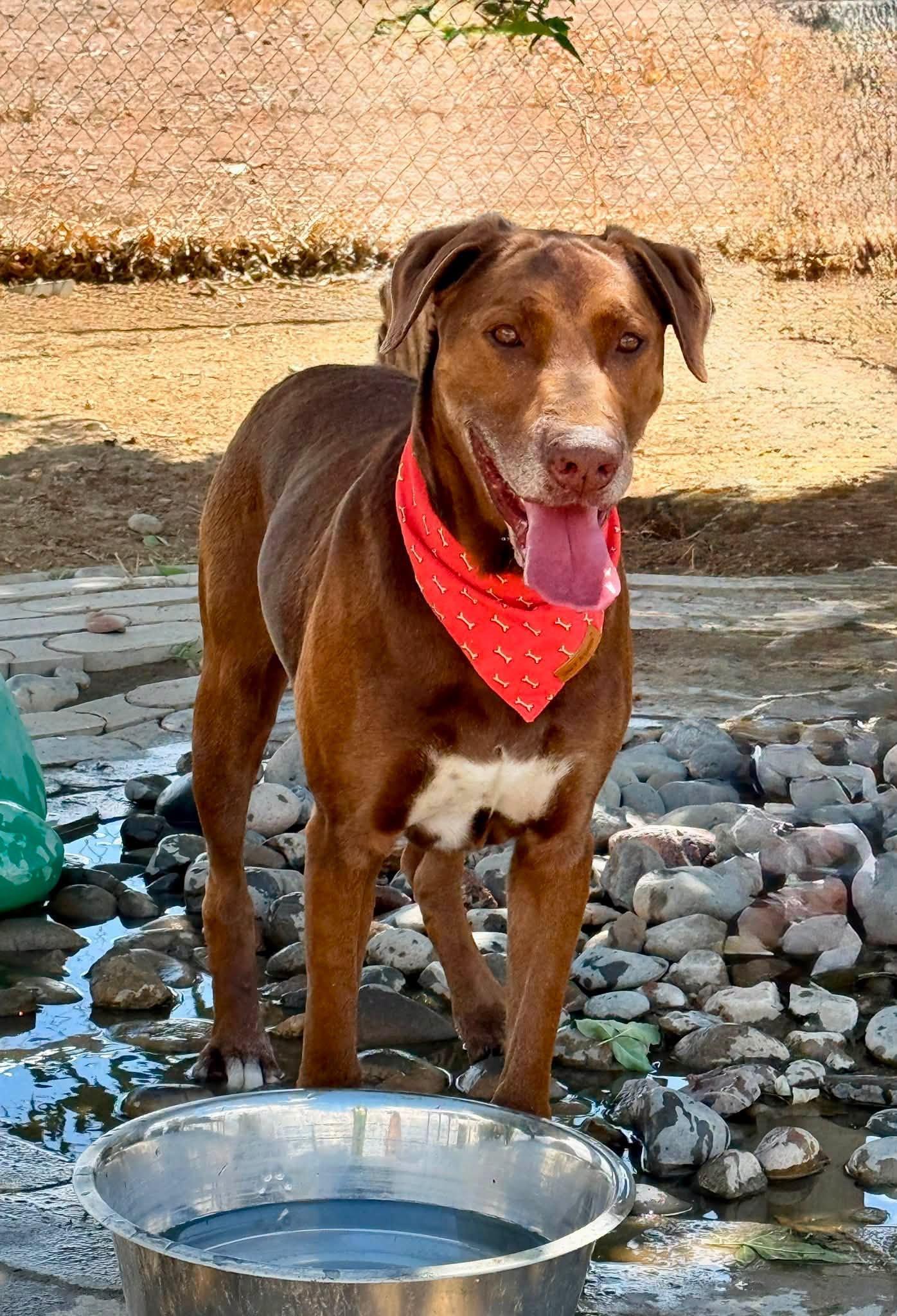 Enlarge Charlie Brown, a ADOPTABLE mixed breed in Gardnerville, NV image 1/1