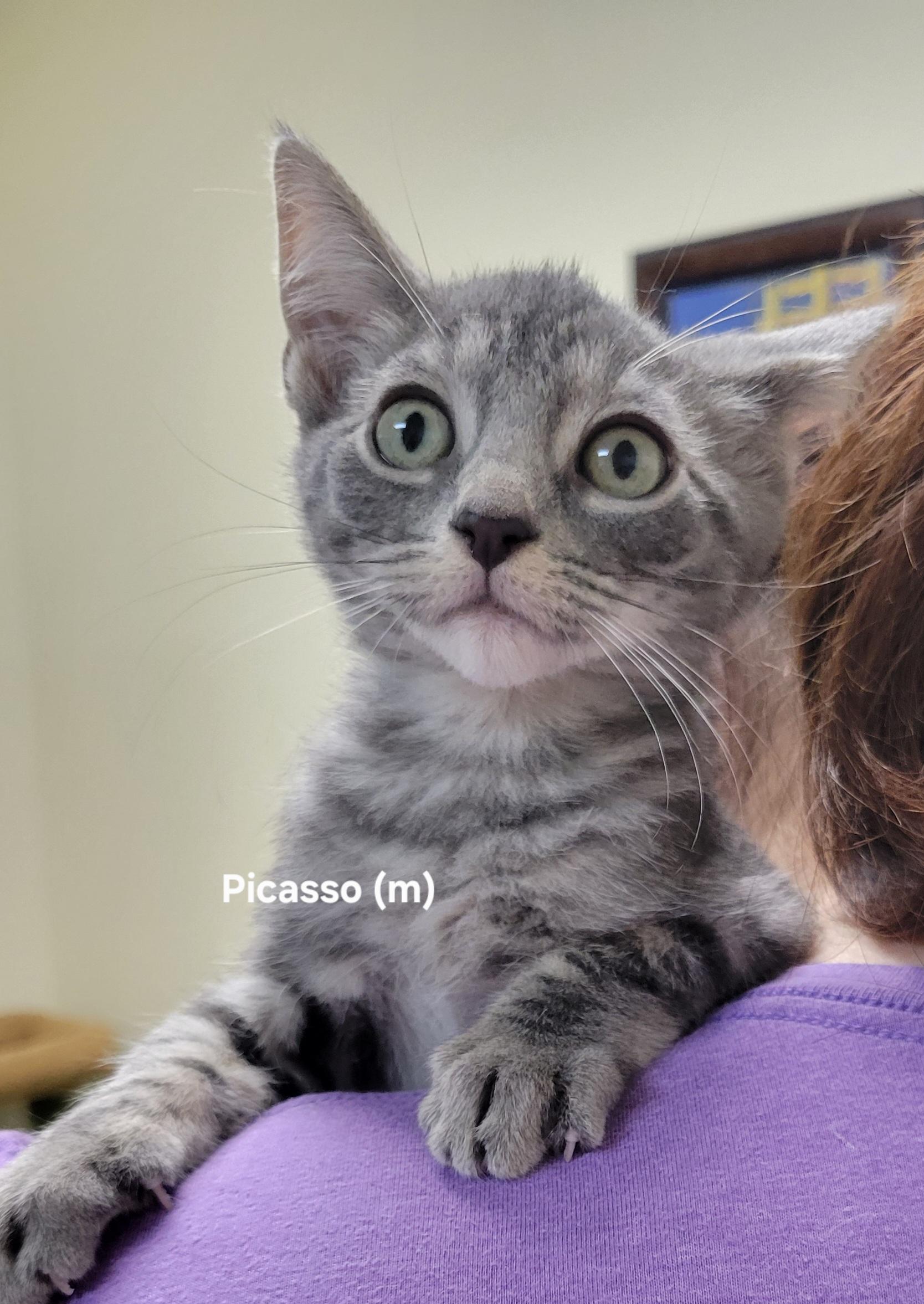 Picasso