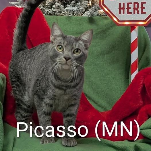 Picasso, adoptable, Young Male Domestic Short Hair.