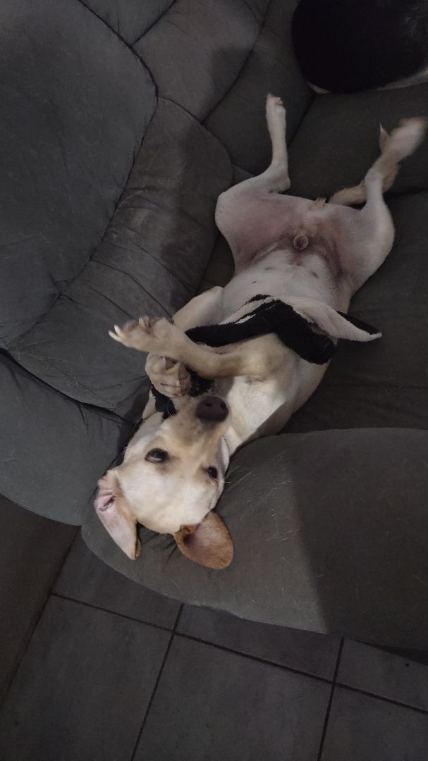 Enlarge Sunny (NJ), a Adopted Mixed Breed in Morristown, NJ image 4/5