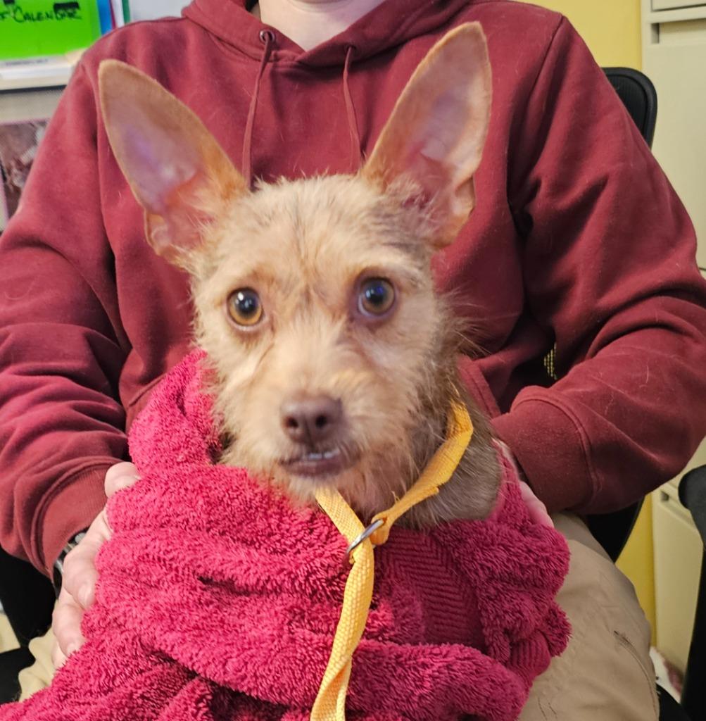 Hifer (Waffles), Adoptable, Adult Female Chihuahua & Labrador Retriever.