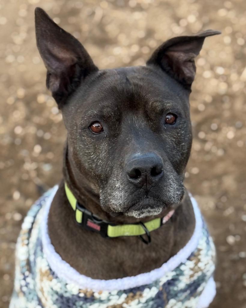 Jack, a Adoptable Pit Bull Terrier in Tehachapi, CA image 1/3