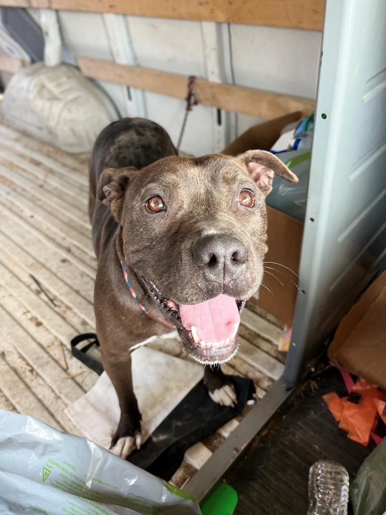 Enlarge Jack, a Adoptable Pit Bull Terrier in Tehachapi, CA image 2/3