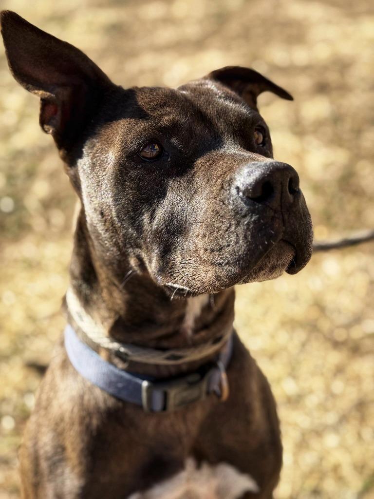 Enlarge Jack, a Adoptable Pit Bull Terrier in Tehachapi, CA image 3/3