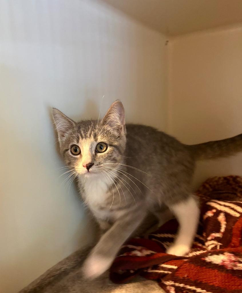 Enlarge Storm, a Adoptable mixed breed in Parsons, WV image 3/3