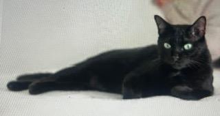 Pepper Clark, Adopted, Young Female Domestic Short Hair.