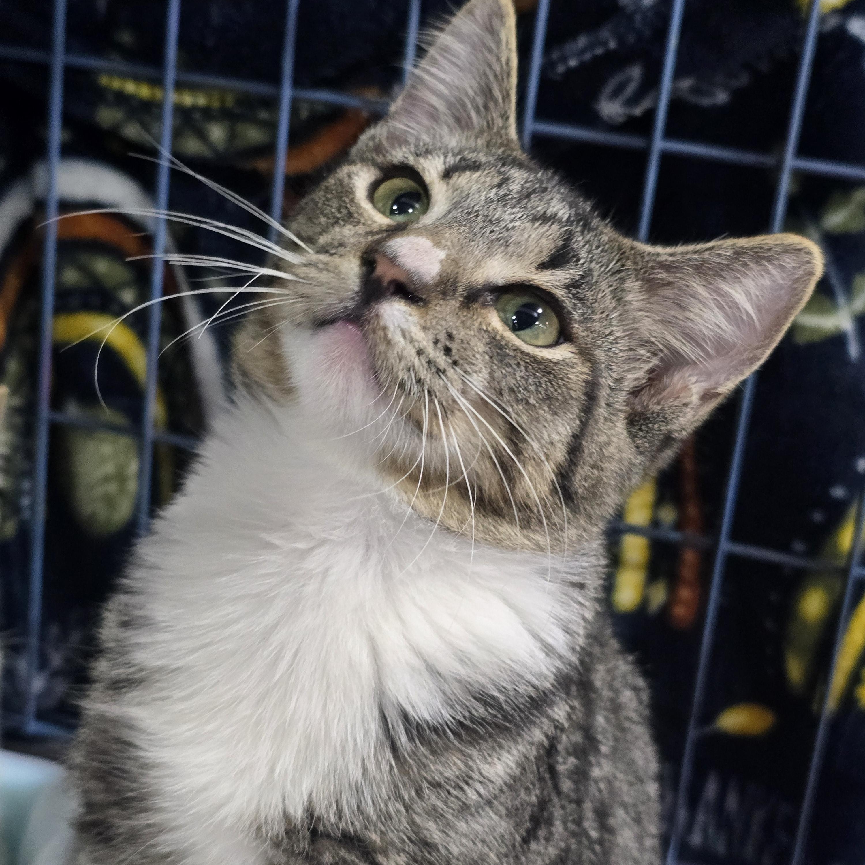 Enlarge Bo, a Adoptable mixed breed in East Lansing, MI image 2/5
