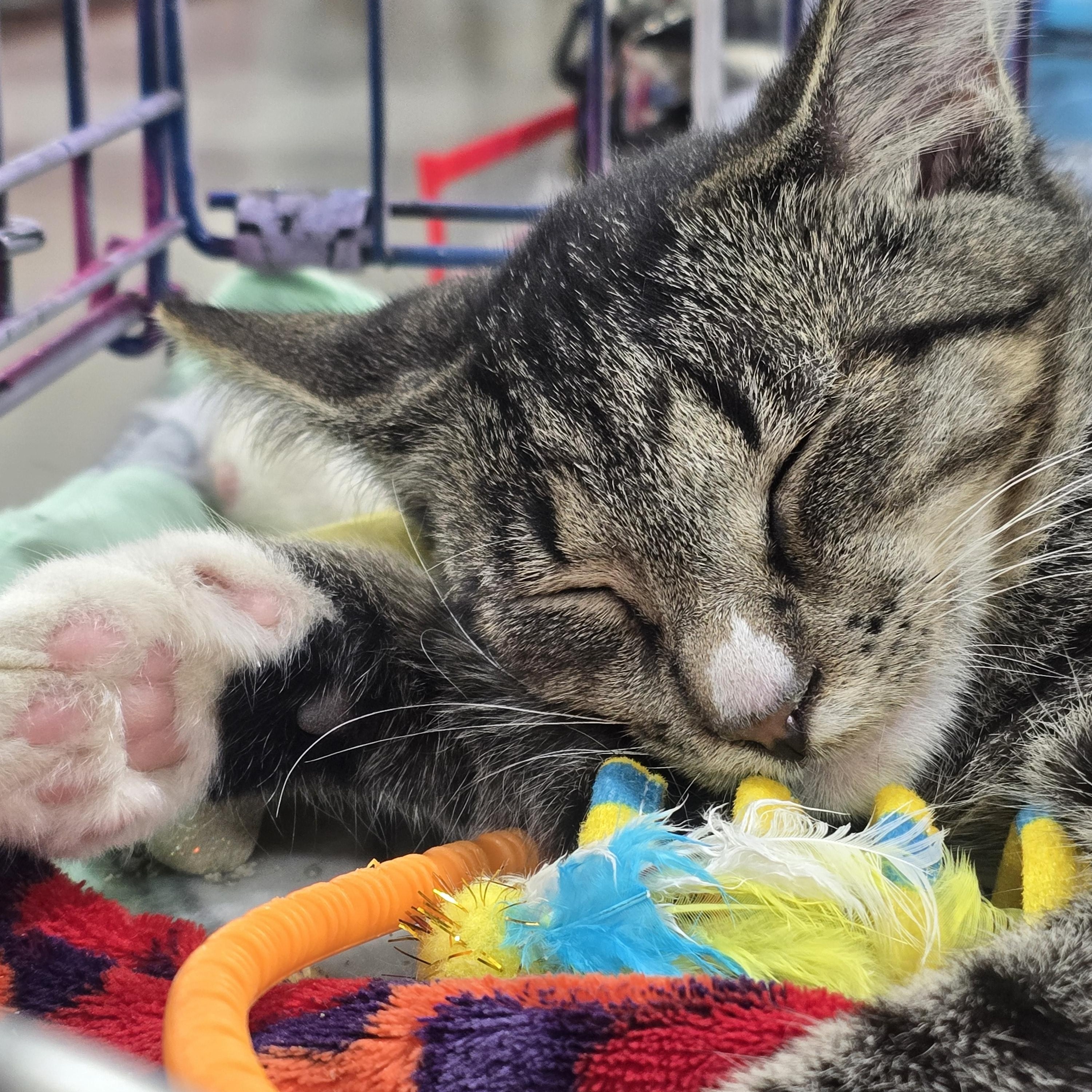 Enlarge Bo, a Adoptable mixed breed in East Lansing, MI image 4/5