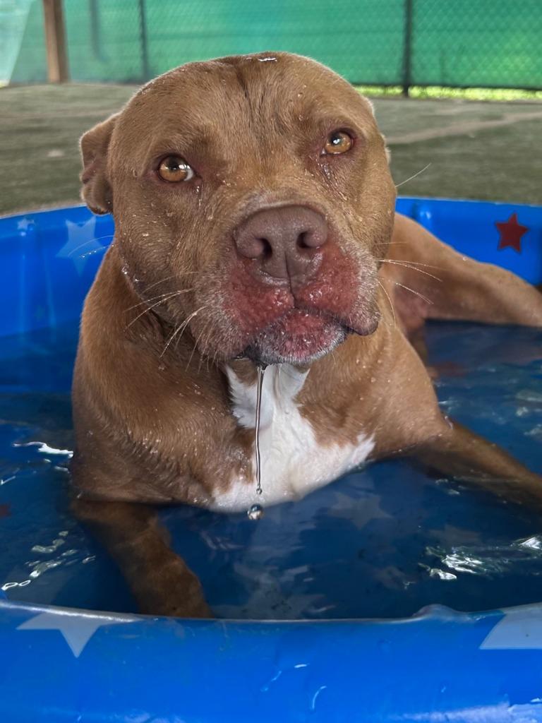 Bean, Adoptable, Adult Female Pit Bull Terrier.
