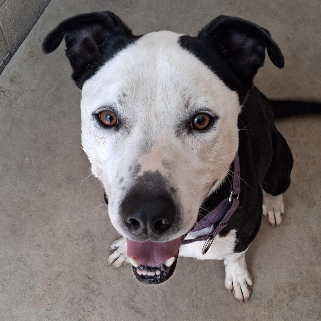 Enlarge Nik, a Adoptable mixed breed in Camden, DE image 1/2