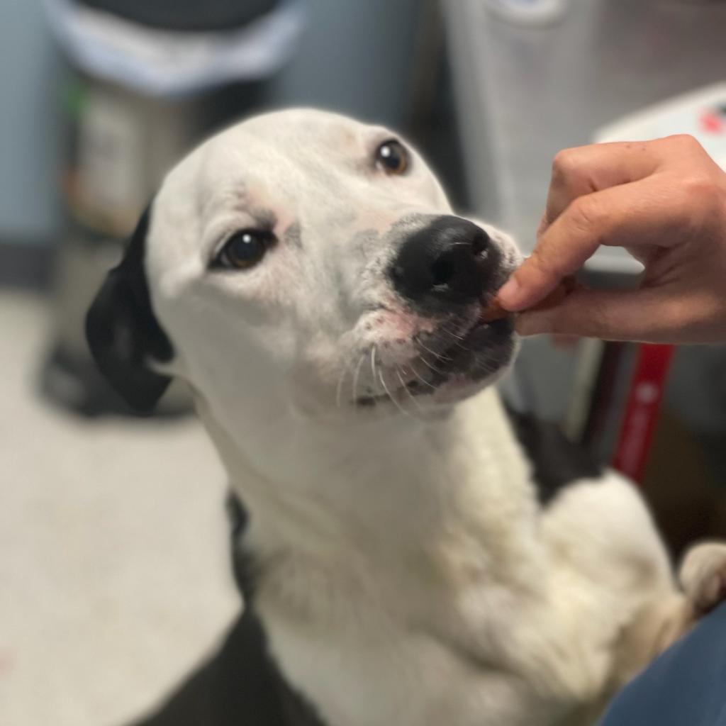 Nik, Adoptable, Adult Male Great Dane & Mixed Breed.