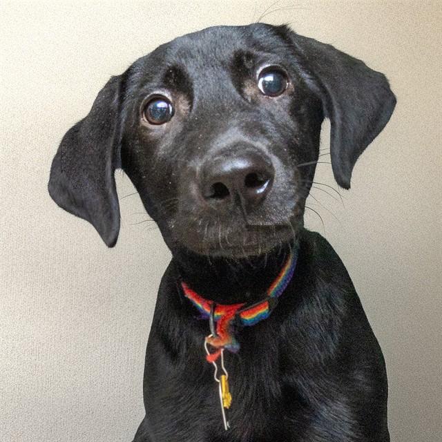 TEDDY, Adoptable, Puppy Male Labrador Retriever & Mixed Breed.