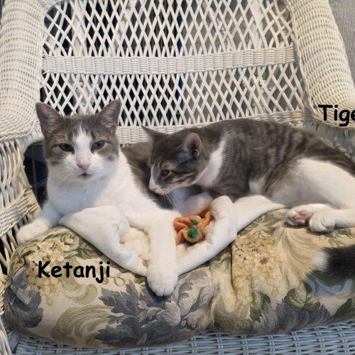 Ketanji, Adoptable, Adult Female Domestic Short Hair.