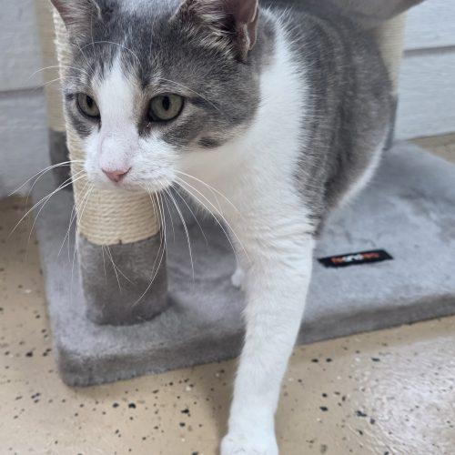 Enlarge Ketanji, a Adoptable Domestic Short Hair in Elizabeth, IL image 2/5