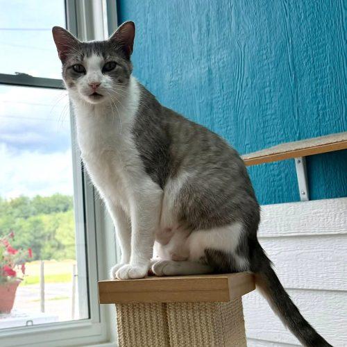 Enlarge Ketanji, a Adoptable Domestic Short Hair in Elizabeth, IL image 3/5