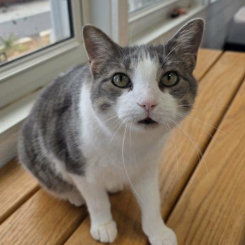 Enlarge Ketanji, a Adoptable Domestic Short Hair in Elizabeth, IL image 4/5