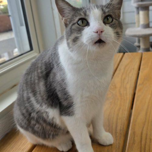 Enlarge Ketanji, a Adoptable Domestic Short Hair in Elizabeth, IL image 5/5