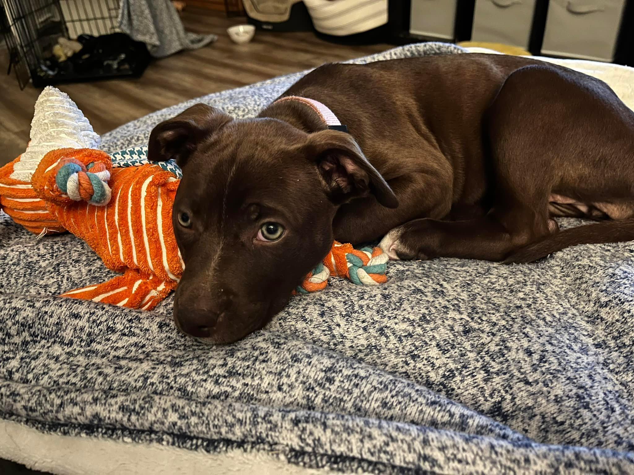 Coco, Adopted, Adult Female Pit Bull Terrier & Labrador Retriever.