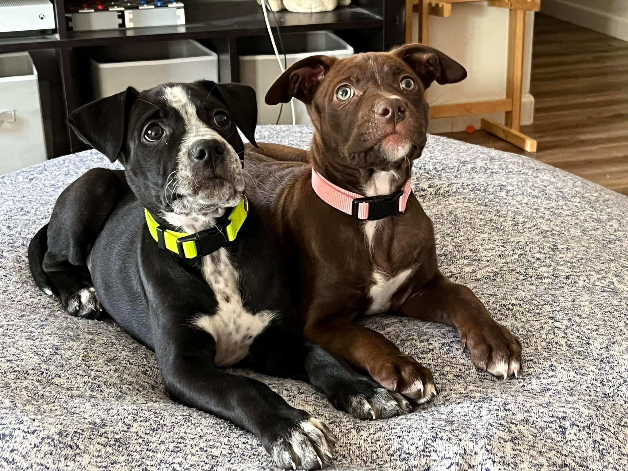 Enlarge Coco, a Adopted mixed breed in Central Point, OR image 2/2