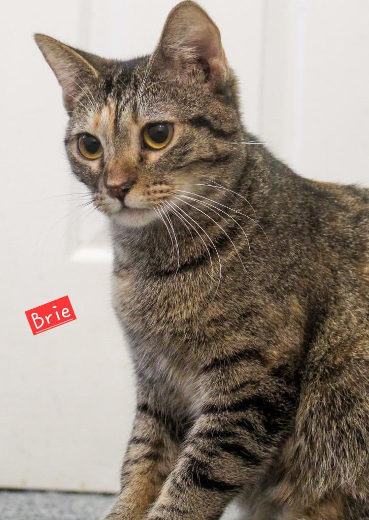 Brie, Adoptable, Young Female Domestic Short Hair.