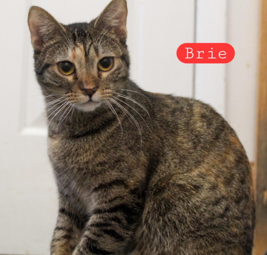 Enlarge Brie, a Adoptable mixed breed in Ogden, UT image 2/2